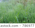 Morning dew 786977