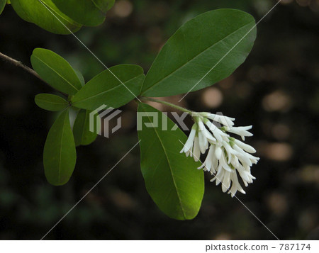 Ibotanoki Ibotanoki 787174