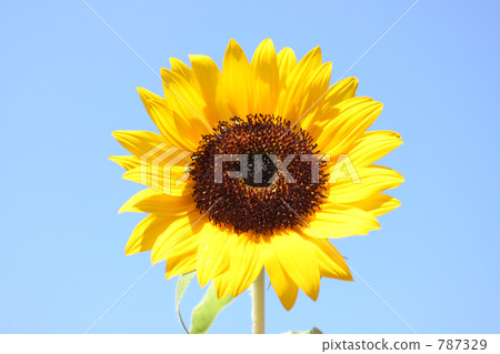 向日葵 787329