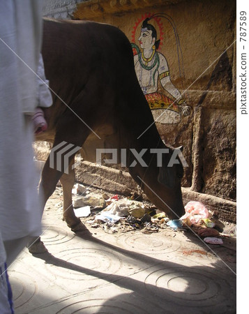 Varanasi and cattle Varanasi and cattle 787589