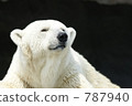 旭山動物園北極熊 787940