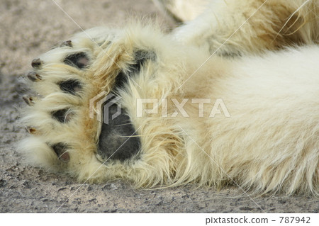 Asahiyama Zoo Polar Bear Paw Pouch Asahiyama Zoo Polar Bear Paw Pouch 787942