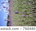 Lavender 1 788480