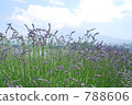 Kawaguchiko and Mt. Fuji and lavender 788606