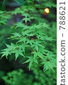 Maple 788621