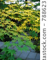 Maple 788623