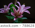 Lily 788628