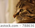 Cat's profile 788636