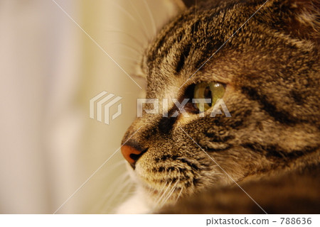 Cat's profile Cat's profile 788636