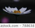 Cosmos 788638