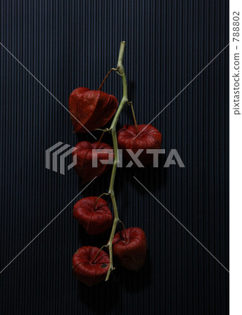 地面櫻桃 地面櫻桃 788802