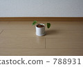 foliage plant, houseplant 788931
