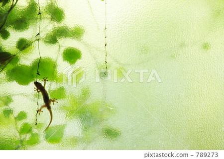 Day gecko 789273