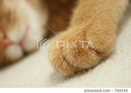 Cat's hand Cat's hand 789548