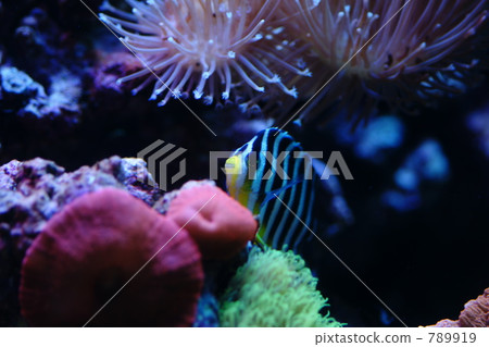 Shimayakko from the side of the coral 789919