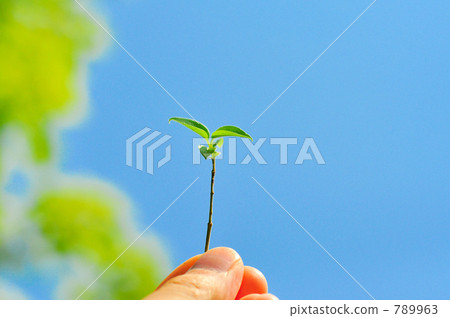 Bud Bud 789963
