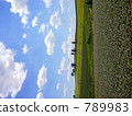 Brief summer Biei 789983
