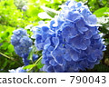 Rain hydrangeas (blue purple) up 790043