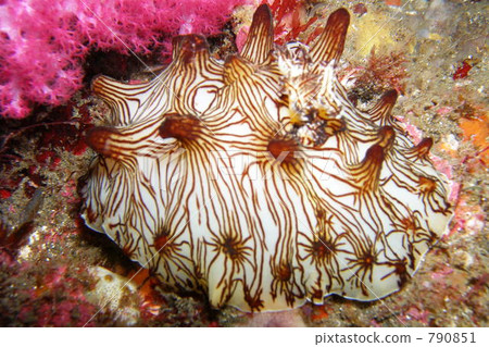 互聯網努士 790851