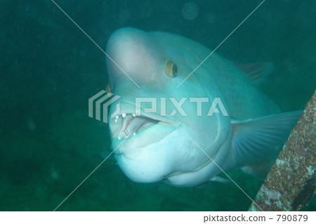 Bubble Snapper 790879