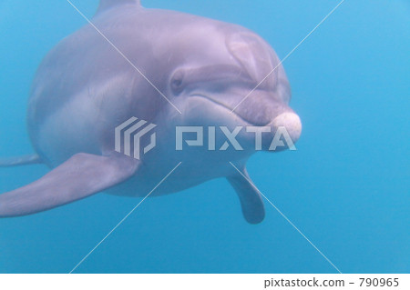 Dolphin Dolphin 790965