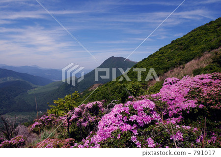 九州杜鵑 別府市 鶴見山 791017