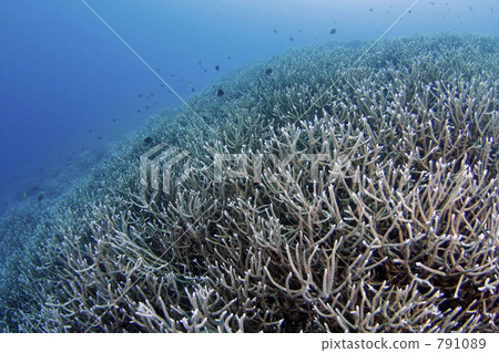 Edanzango of Ogasawara and Chichijima Edanzango of Ogasawara and Chichijima 791089