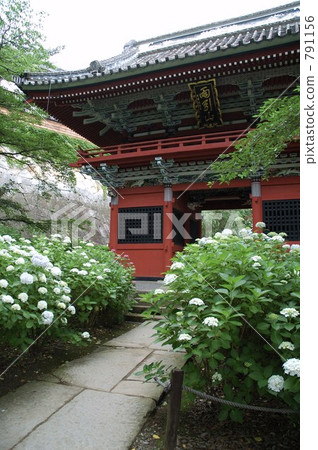 Amabiki Kannon 791156