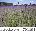 Lavender 2 791194