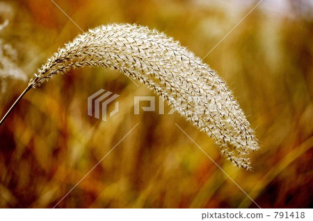 日本蒲葦 舉起 向上 791418