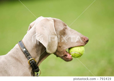 毛孩 狗 狗狗 791419