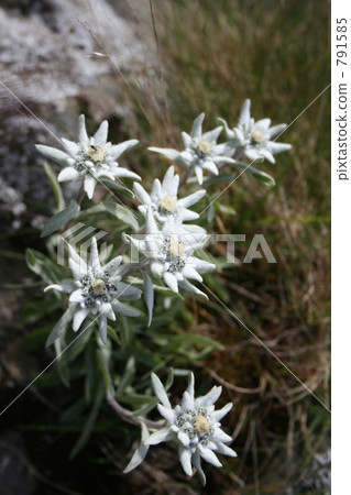 leontopodium japonicum, leontopodium, edelweiss 791585