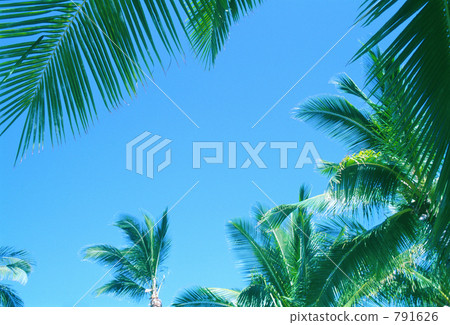 棕櫚葉和天空 791626