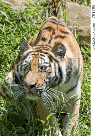 Amur Tora Amur Tora 791799