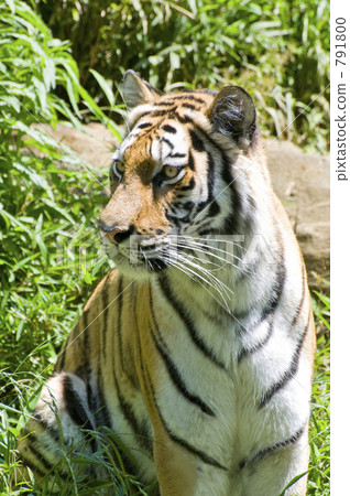 Amur Tora Amur Tora 791800