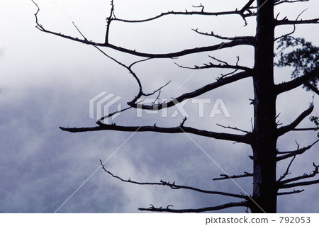 死樹 日本落葉松 奧日光 792053