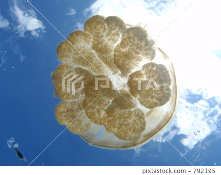 Jellyfish in the sky 792195