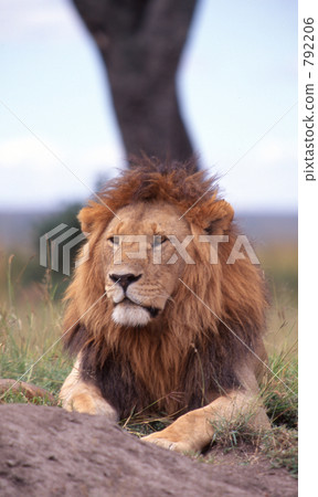 lion lion 792206