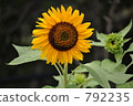 向日葵 792235