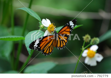 Suejigoro Kabamadara 792779