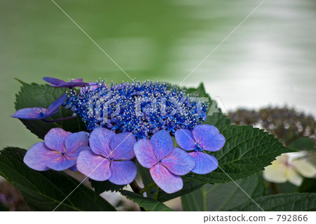 Hydrangea on the waterside 792866