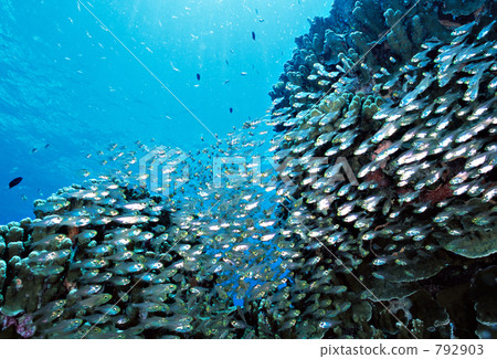 半線天竺鯛 魚群 熱帶魚 792903