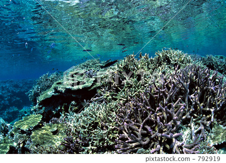 coral, yaeyama islands, kurushima island 792919