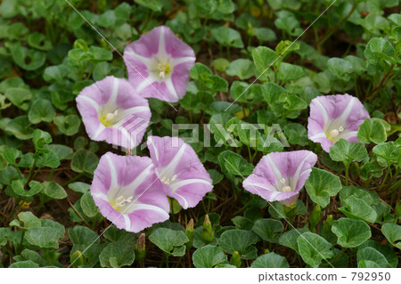 Hamahirugao(在海濱松樹) Hamahirugao(在海濱松樹) 792950
