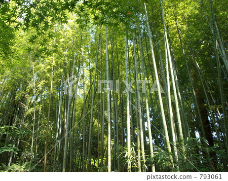 竹竹平泉 793061