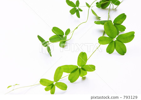 新鮮 常春藤 葉 793129