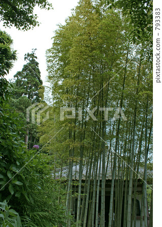 Bamboo grove in Hasederaji Bamboo grove in Hasederaji 793383