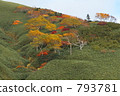 秋天的樹葉 793781