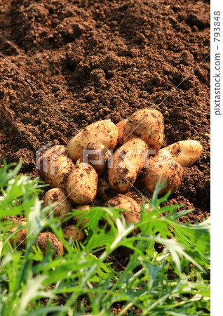 may queen potatoes, potato, potatoe 793848