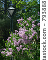 Street lights and lilac 793888